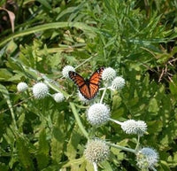 Weiß rattlesnake master blume samen for anpflanzung - colorful display, heirloom & gmo free samen for home garten
 
 sale for anpflanzung in home garten