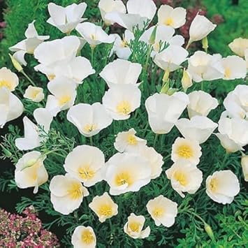 Weiß eschscholtzia jardim anpflanzung samen