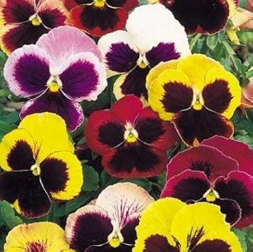 Mixed pansy swiss blume samen for anpflanzung - low maintenance, heirloom & gmo free samen for home garten
 
 sale samen for home garten