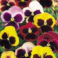Mixed pansy swiss blume samen for anpflanzung - low maintenance, heirloom & gmo free samen for home garten
 
 sale samen for home garten