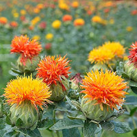 Mixed carthamus blume samen for anpflanzung - garten favorite, heirloom & gmo free samen for home garten
 
 sale for anpflanzung in home garten.
