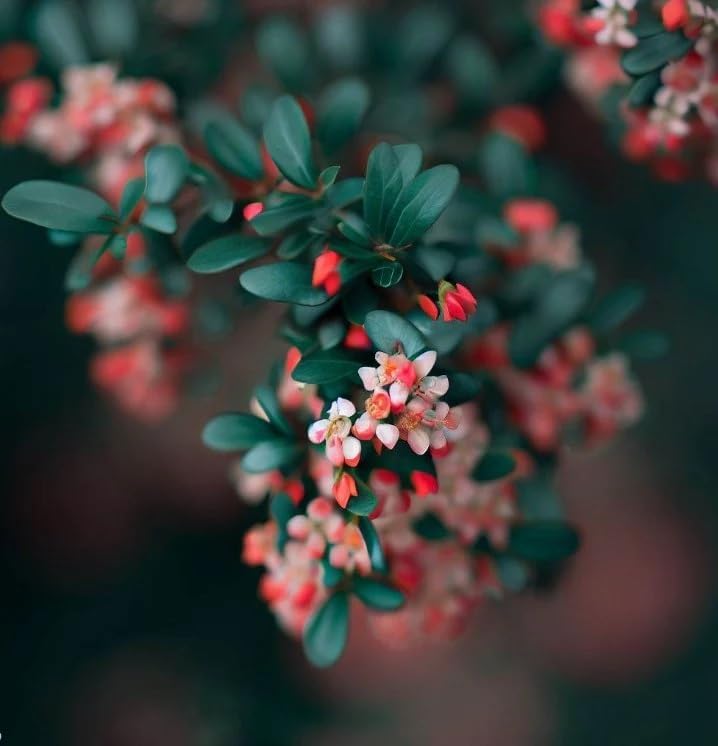 Cotoneaster Horizontalis Stein Cotoneaster Shrub Samen