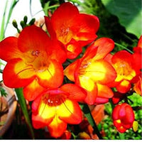 Gelb orange freesias blume samen for anpflanzung - fragrant blossoms, heirloom & gmo free samen for home garten
 
 sale samen for anpflanzung in home garten
