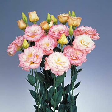 Lisianthus echo rosa picotee blume samen for beautiful blooms