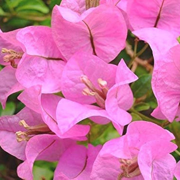 klein Rosa Drillingsblume Blumensamen zur Aussaat Bestäuber freundlich Traditionssorte & ohne Gentechnik Samen Hausgarten