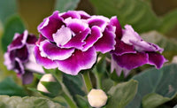 Heirloom (heirloom gloxinia) samen for anpflanzung in home garten