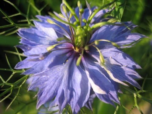 Nigella Love the Mist mehrfarbige Samen leuchtend Garten Blüten