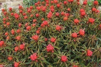 Rot Euphorbia Griffithii Blumensamen zur Aussaat – Halbschatten verträglich – Traditionssorte & ohne Gentechnik Samen Hausgarten