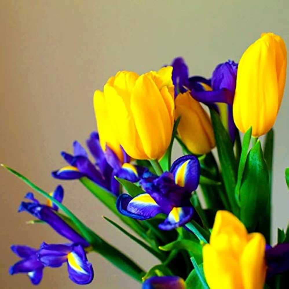 Gelb & Blau Tulpe Blumensamen zur Aussaat