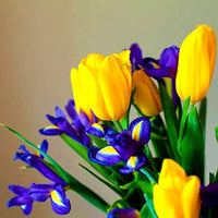 Gelb & Blau Tulpe Blumensamen zur Aussaat
