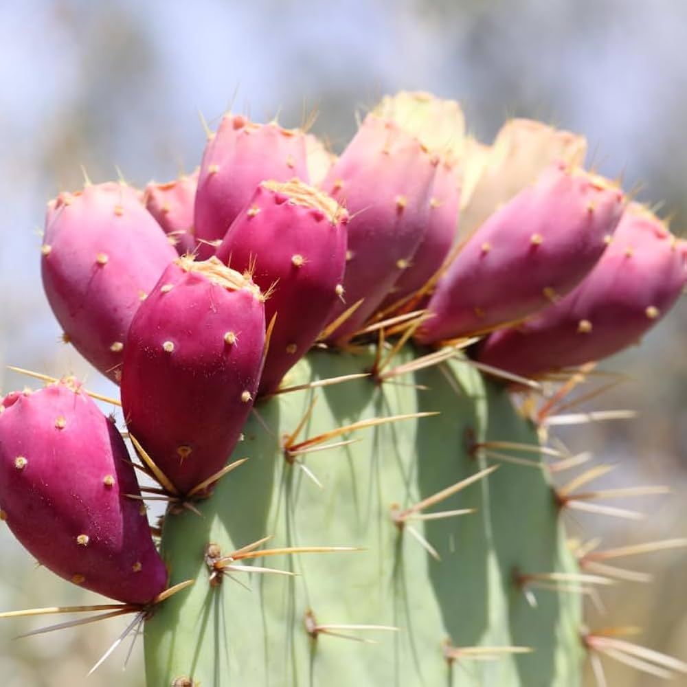 Rosa Opuntia Fruchtsamen zur Aussaat – farbenfroh Schau – Traditionssorte & ohne Gentechnik Samen Hausgarten