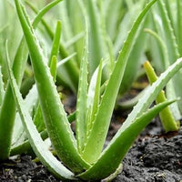 Grün Aloe Vera zur Aussaat Garten beliebt Traditionssorte & ohne Gentechnik Samen Hausgarten