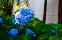 Hortensie Samen – Bonsai Hortensie Hausgarten