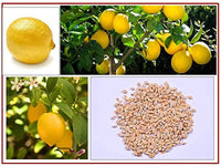 Rainbow Lemon Samen – Lemon Baum Samen – Bonsai Fruit – Hausgarten – Bonsai Blumensamen