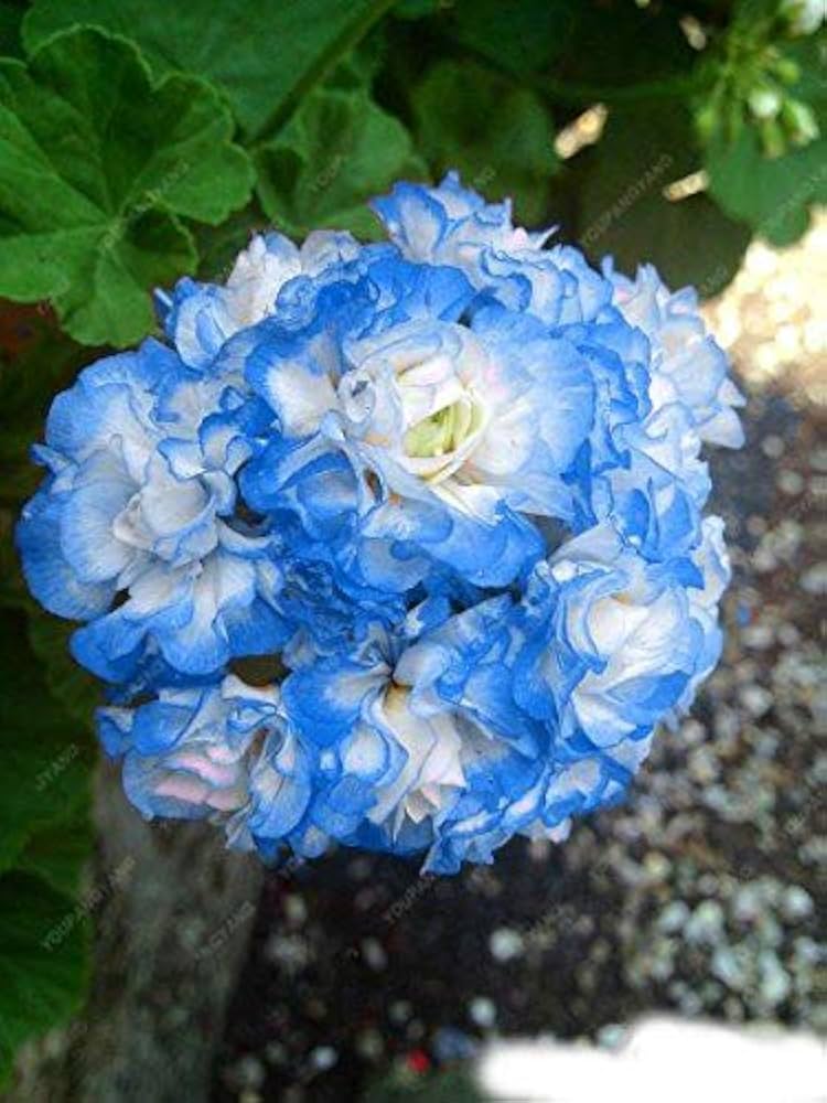 Blau Weiß Pelargonium Blumensamen zur Aussaat – Bestäuber freundlich – Traditionssorte & ohne Gentechnik Samen Hausgarten