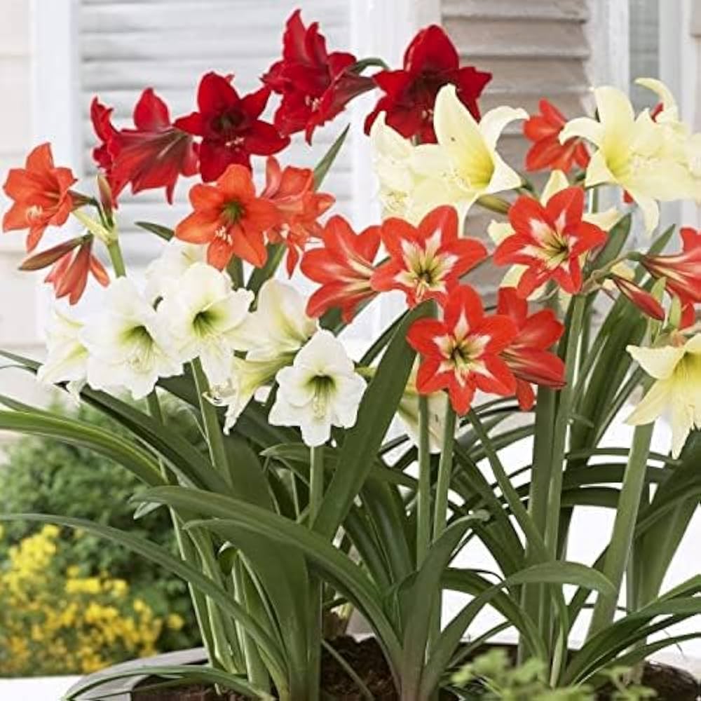 MultiColored Ritterstern Blumensamen zur Aussaat saisonal Dauerblüher Traditionssorte & ohne Gentechnik Samen Hausgarten