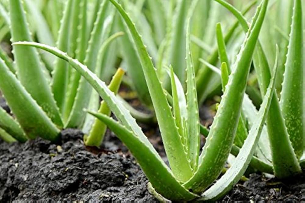 hell Grün Aloe Vera Blumensamen zur Aussaat – pflegeleicht – Traditionssorte & ohne Gentechnik Samen Hausgarten