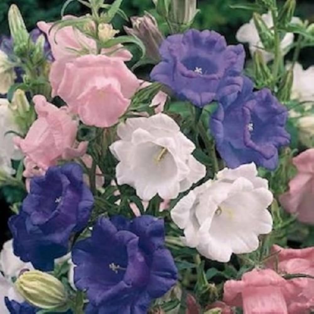 Campanula Bellflower Samen