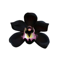 Schwarz duck orchid samen native schwarz coral pea