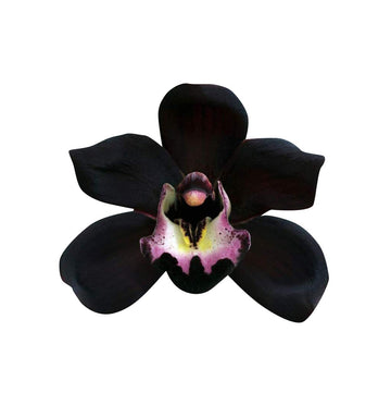 Schwarz duck orchid samen native schwarz coral pea