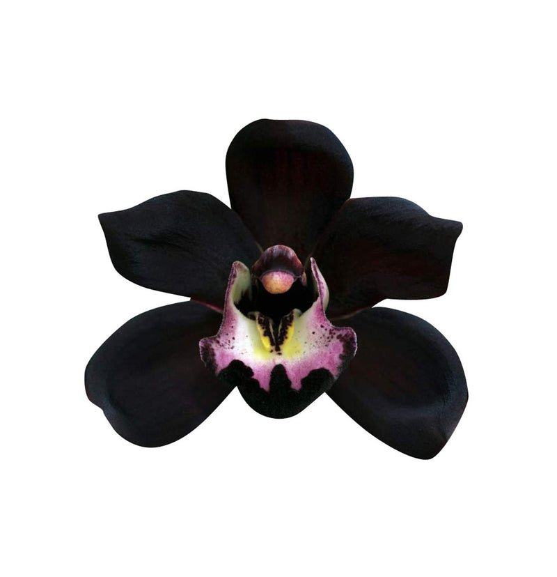 Schwarz duck orchid samen native schwarz coral pea