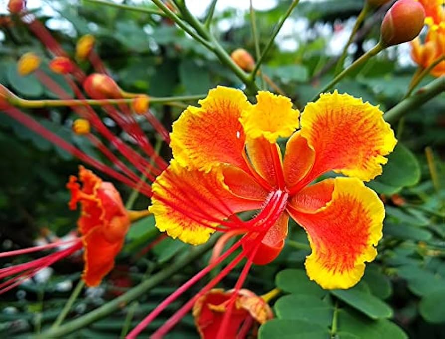 Caesalpinia Blumensamen zur Aussaat – leuchtend – Traditionssorte & ohne Gentechnik Samen Hausgarten
