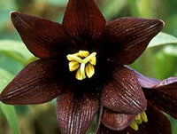Chocolate lilly blume samen for anpflanzung - easy to grow, heirloom & gmo free samen for home garten
 
 sale for anpflanzung in home garten.