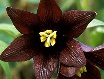 Chocolate lilly blume samen for anpflanzung - easy to grow, heirloom & gmo free samen for home garten
 
 sale for anpflanzung in home garten.