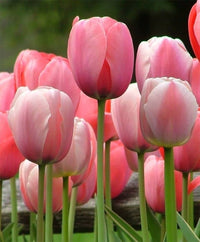 klein Rosa Tulpe Blumensamen zur Aussaat – robust Sorte – Traditionssorte & ohne Gentechnik Samen Hausgarten