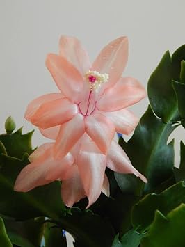 Peach schlumbergera blume samen for anpflanzung - sun loving, heirloom & gmo free samen for home garten
 
 sale samen for home garten