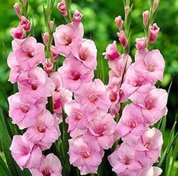 Blau weiß gladiolus blume samen for anpflanzung seasonal bloomer heirloom & gmo free samen for home garten
 
 sale for anpflanzung in home garten