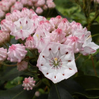 Kalmia Latifolia Mountain Laurel Blumensamen zur Aussaat Woodland Garten und Halbschatten Areas