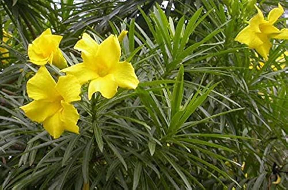 Thevetia Neriifolia Blumensamen zur Aussaat – duftend Blüten – Traditionssorte & ohne Gentechnik Samen Hausgarten