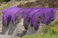 Lila cress blume samen for anpflanzung - fragrant blossoms, heirloom & gmo free samen for home garten
 
 sale for anpflanzung in home garten.