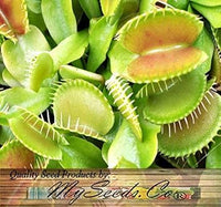 Grün venus fly trap blume samen for anpflanzung - wildflower mix, heirloom & gmo free samen for home garten
 
 sale for anpflanzung in home garten.