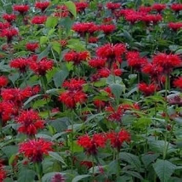 Rot monarda blume samen for anpflanzung - pollinator friendly, heirloom & gmo free samen for home garten
 
 sale for anpflanzung in home garten