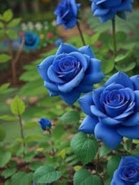 Thai Blau Rose Blumensamen zur Aussaat – farbenfroh Schau – Traditionssorte & ohne Gentechnik Samen Hausgarten