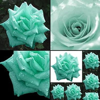Sea grün rose blume samen for anpflanzung - drought tolerant, heirloom & gmo free samen for home garten
 
 sale samen for home garten