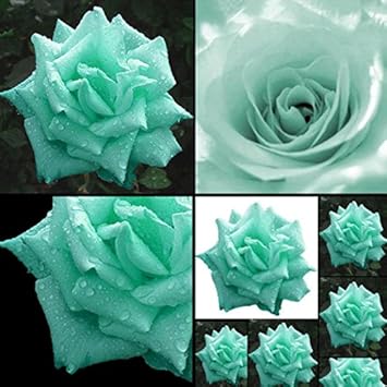 Sea grün rose blume samen for anpflanzung - drought tolerant, heirloom & gmo free samen for home garten
 
 sale samen for home garten