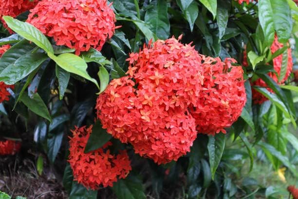 Ixora blume samen for anpflanzung - fragrant blossoms, heirloom & gmo free samen for home garten
 
 sale samen for home garten