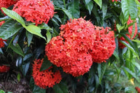 Ixora blume samen for anpflanzung - fragrant blossoms, heirloom & gmo free samen for home garten
 
 sale samen for home garten