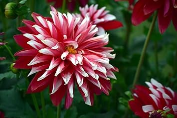 Deep rot weiß chrysanthemum blume samen for anpflanzung - compact growth, heirloom & gmo free samen for home garten
 
 sale for anpflanzung in home garten.