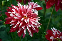 Deep rot weiß chrysanthemum blume samen for anpflanzung - compact growth, heirloom & gmo free samen for home garten
 
 sale for anpflanzung in home garten.