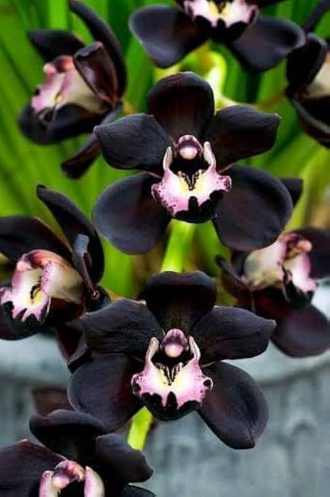 Schwarz Dendrobium Blumensamen zur Aussaat – sonnenliebend – Traditionssorte & ohne Gentechnik Samen Hausgarten