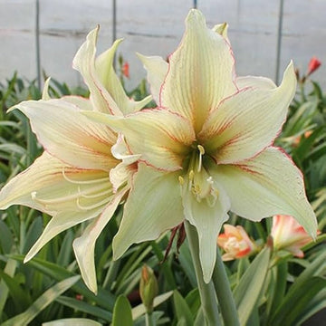 Light grün hippeastrum rutilum blume samen for anpflanzung - low maintenance, heirloom & gmo free samen for home garten
 
 sale for anpflanzung in home garten.
