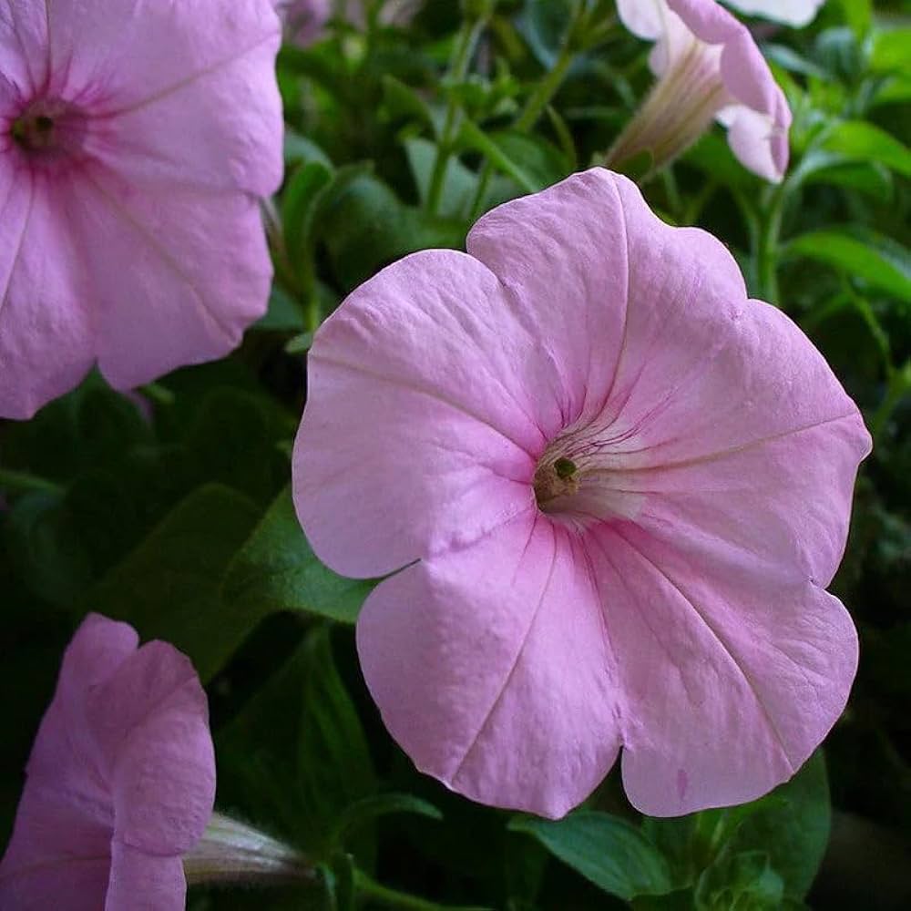 Pelleted Appleblossom Dreams Petunie Samen