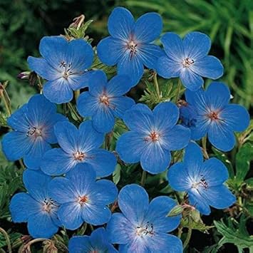 Blau geraniums blume samen for anpflanzung - easy to grow, heirloom & gmo free samen for home garten
 
 sale for anpflanzung in home garten