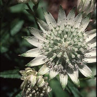 Grün weiß astrantia blume samen for anpflanzung - low maintenance, heirloom & gmo free samen for home garten
 
 sale for anpflanzung in home garten.