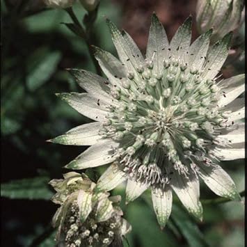 Grün weiß astrantia blume samen for anpflanzung - low maintenance, heirloom & gmo free samen for home garten
 
 sale for anpflanzung in home garten.