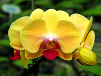 hell Gelb Schmetterling Orchids Blumensamen zur Aussaat – Landhaus Garten wichtig – Traditionssorte & ohne Gentechnik Samen Hausgarten